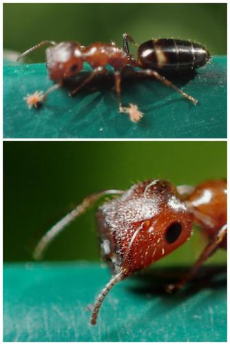 Réf. 245 241 : Colobopsis truncata